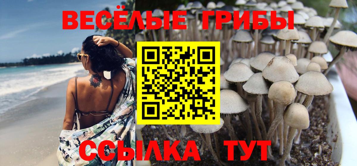 Галлюциногенные грибы Psilocybine cubensis  Вход с VPN  Хасавюрт  Галлюциногенные грибы прущие грибы 